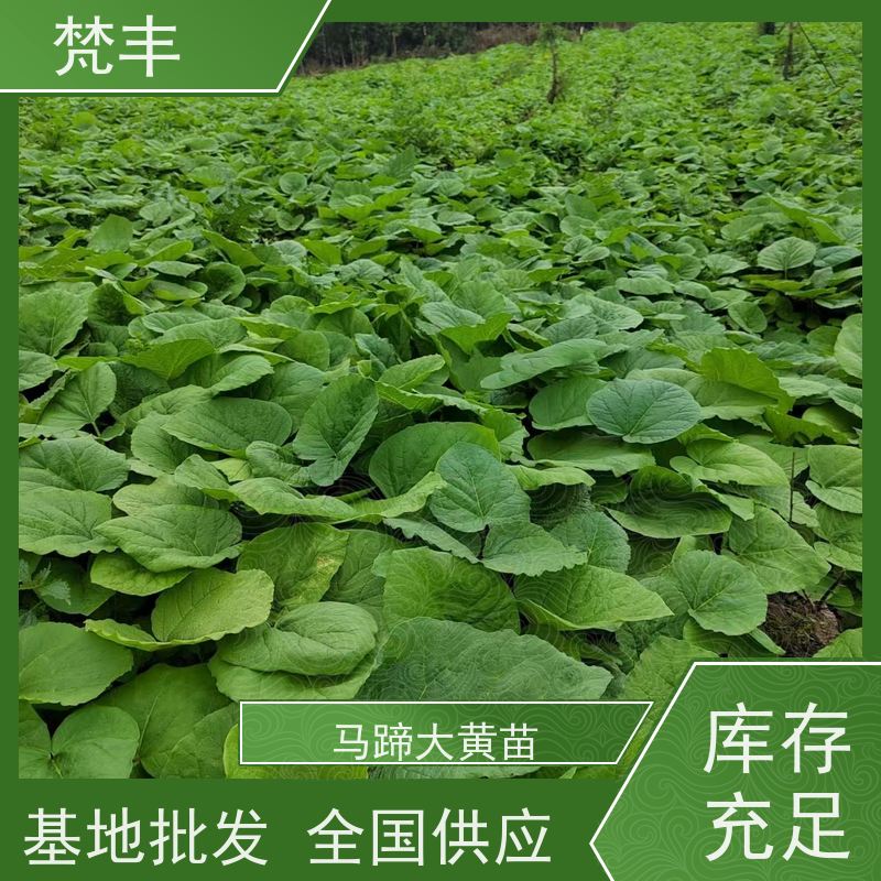 梵丰 大黄育苗 成活率高 品质好 长期供应 诚信经营