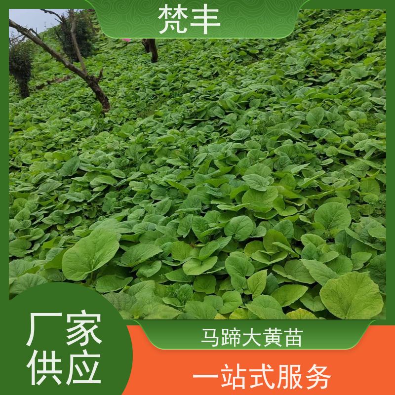 梵丰 马蹄大黄苗 活抗虫害全国发货 基地直发 供货及时