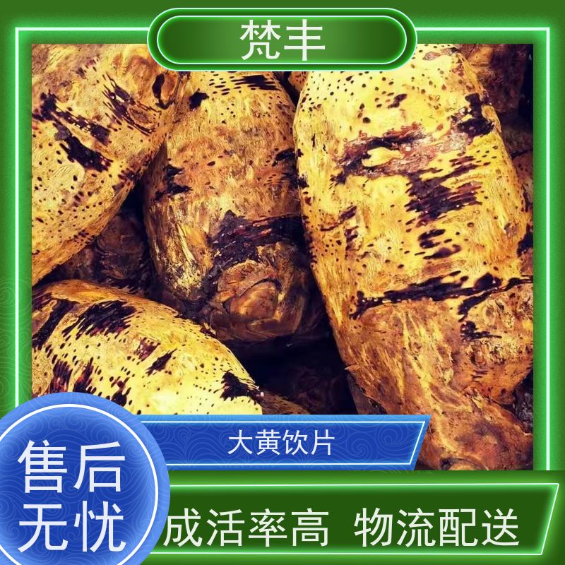 梵丰 大黄种子 各种规格支持过筛 长期供应 诚信经营