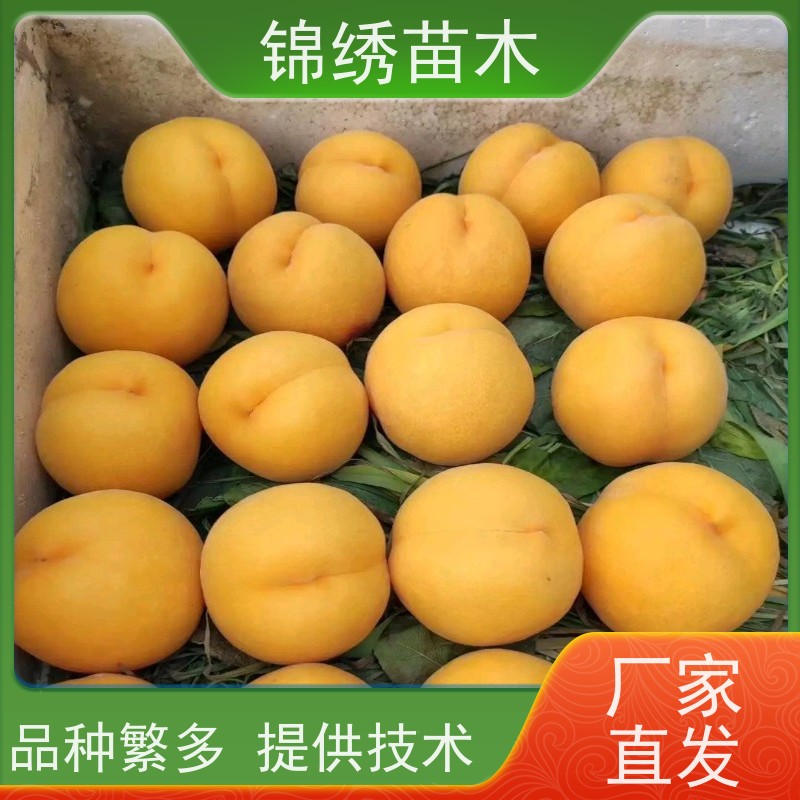 桃树苗基地 嫁接桃苗栽植前景 桃销售行情 免费技术指导 合理栽培