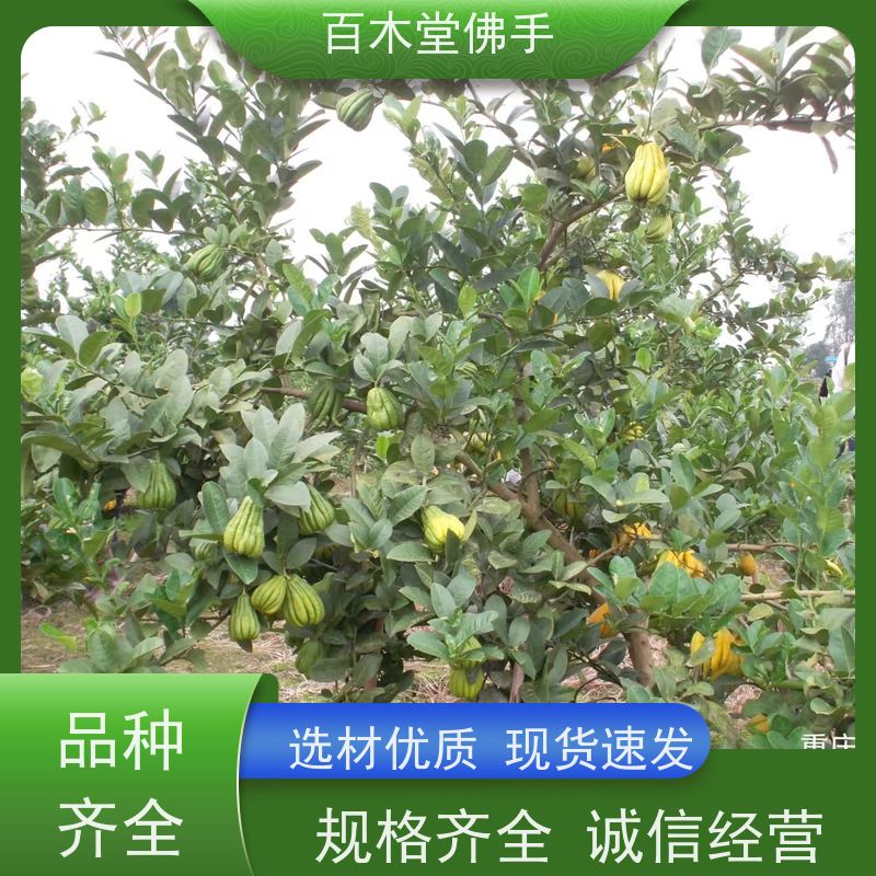 百木堂 川佛手苗 高成活率 较耐干旱 种苗基地直供