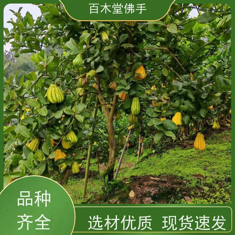 百木堂 川佛手苗 高成活率 较耐干旱 道路绿化行道苗