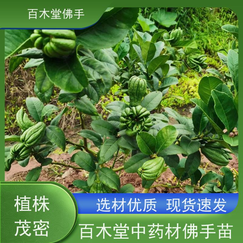 百木堂 广佛手苗 生长环境适应性强 园林景区栽植
