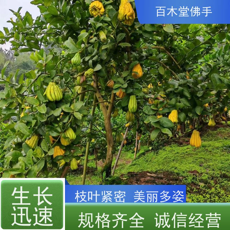 百木堂 川佛手苗 高成活率 较耐干旱 中药材种植基地 