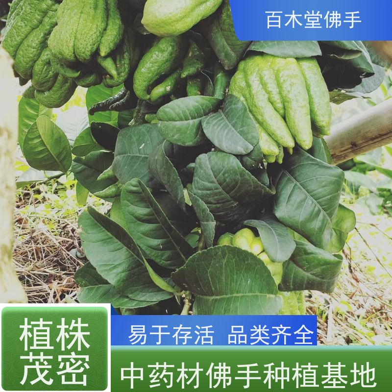 百木堂 广佛手苗 产量高 用途广泛 道路绿化行道苗