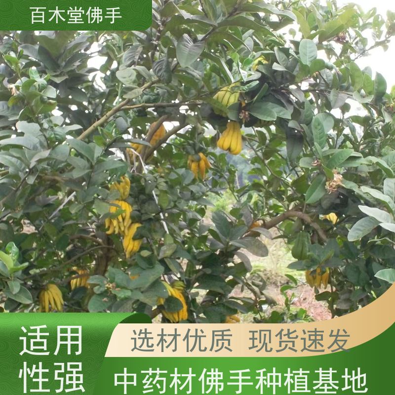 百木堂 佛手柑苗种植技术 树形丰富 成活率高 道路绿化行道苗