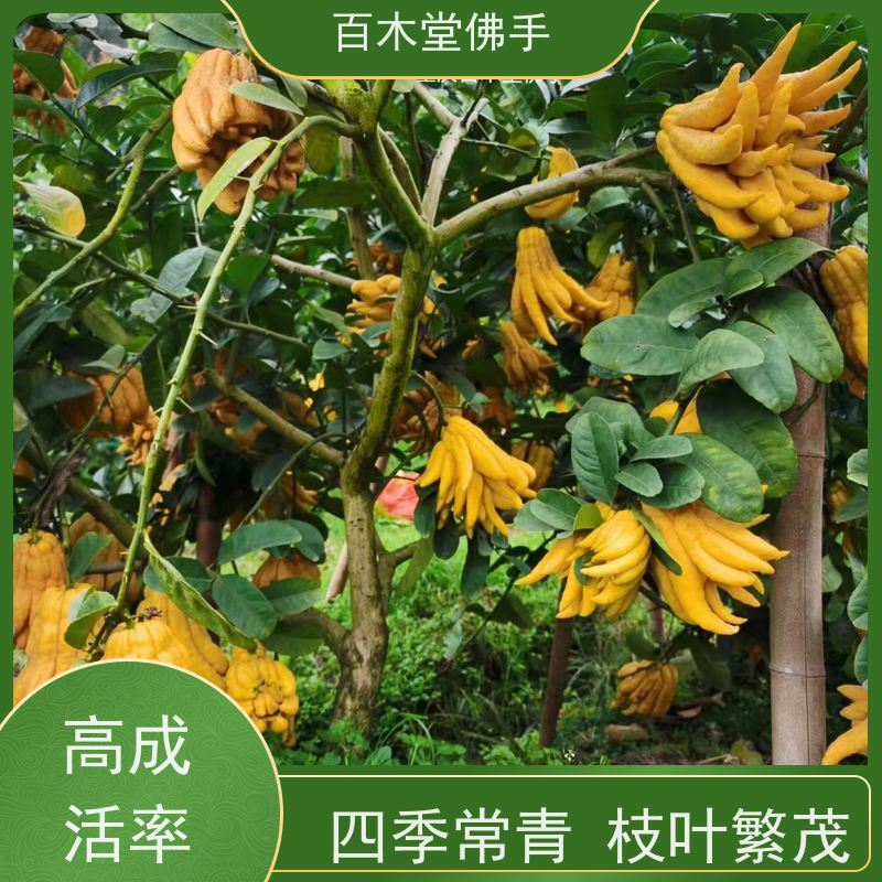 百木堂 广佛手苗种植技术 高成活率 较耐干旱 植株茂密 用途广泛