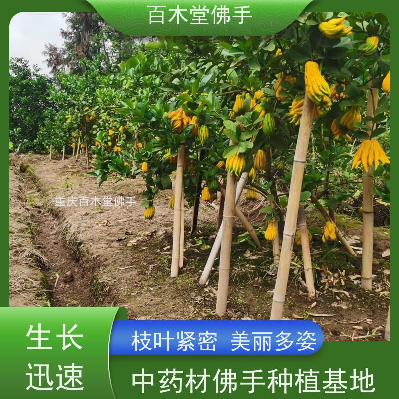 百木堂 佛手柑苗种植技术 枝叶紧密 美丽多姿 植株茂密 用途广泛
