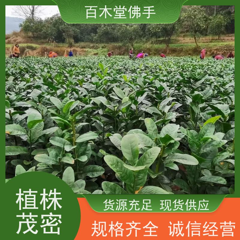 百木堂 佛手柑苗种植技术 观赏植物 附加值高 道路绿化行道苗