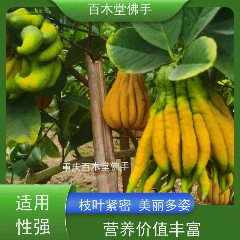 百木堂 佛手柑苗种植技术 枝叶紧密 美丽多姿 用于室内外盆景