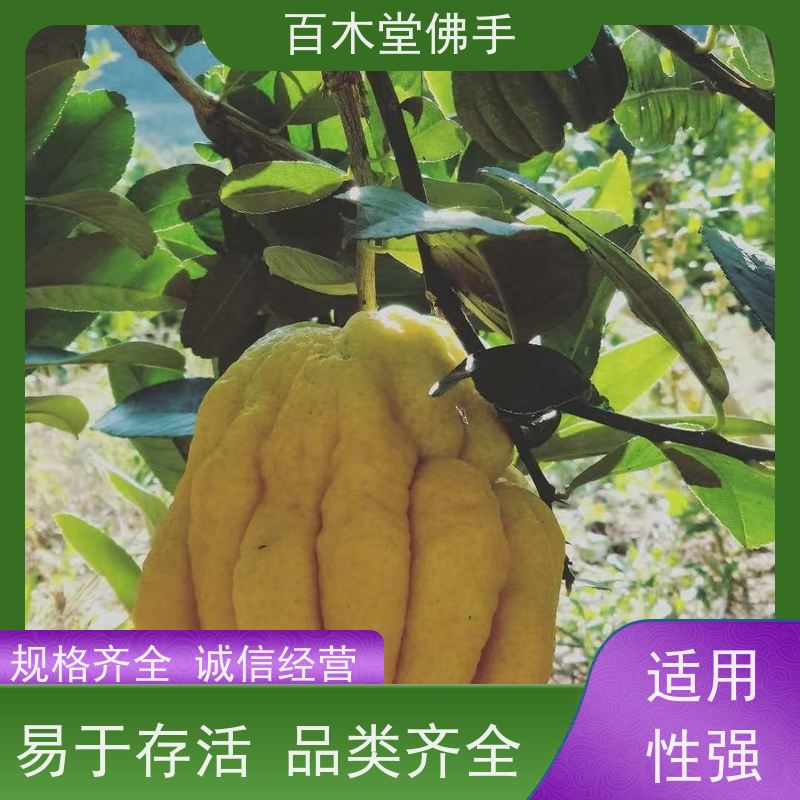 百木堂种苗基地直供中药材佛手苗种植适用性强 产量高