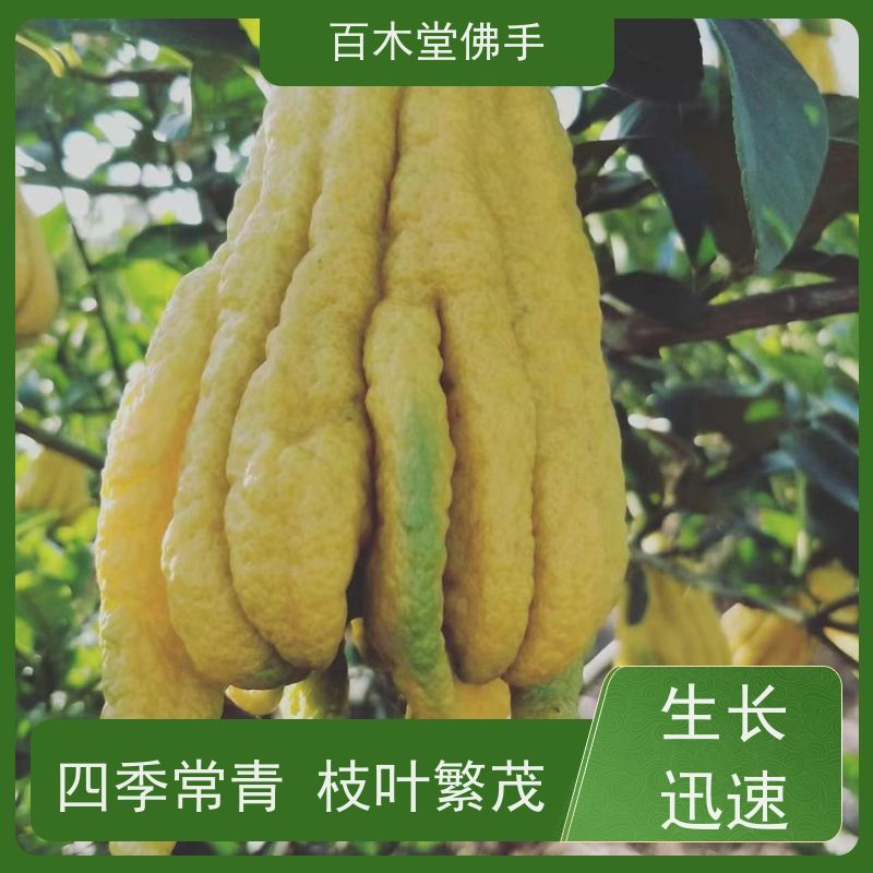 百木堂道路绿化行道苗梁 平佛手苗枝叶紧密 适应性强