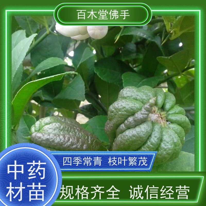 百木堂道路绿化行道苗黄精种植高成活率 附加值高