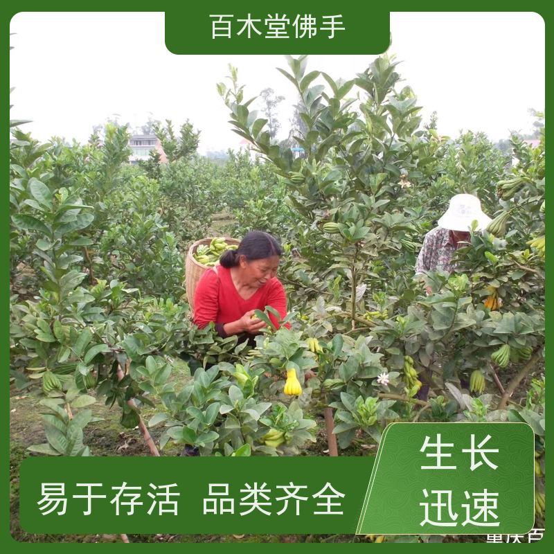 百木堂园林景区栽植金银花种植易成活较耐干旱