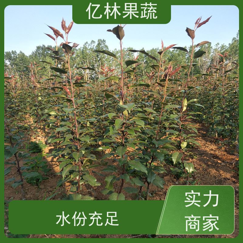 基地供应 秋彤桃 园林绿化果树苗 抗寒能力强 根系饱满成活率高