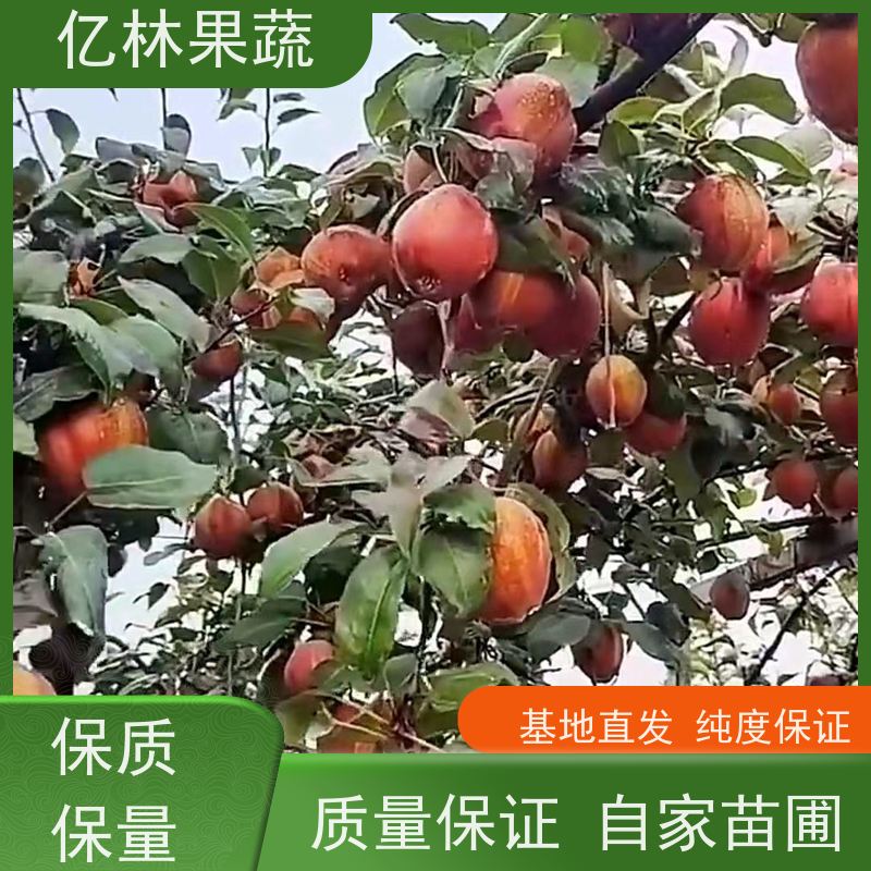 易成活 抗旱耐寒 结果效益高 早酥红梨亿林果蔬 新梨七号苗 基地直发