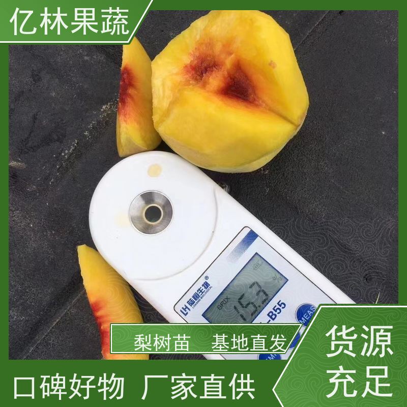 基地供应 油桃苗 嫁接技术指导 抗寒能力强 易栽培桃树苗