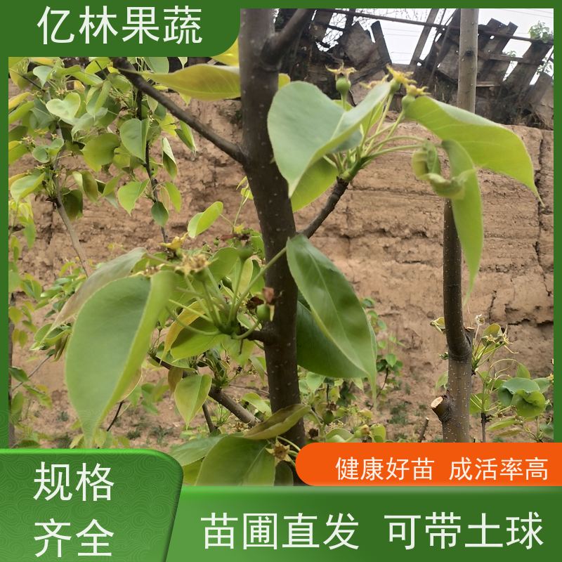 园林绿化景观苗 常年培育 秋月亿林果蔬 易维护 含糖度较高