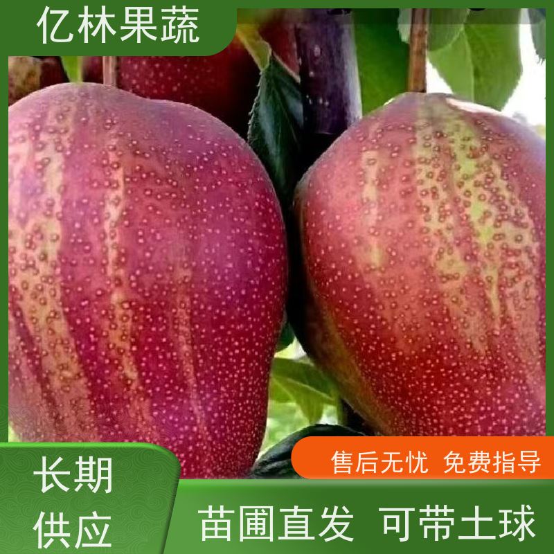 亿林果蔬 秋月梨酥脆一号翠冠等H6s1等品种齐全 天发 根系发达 好成活