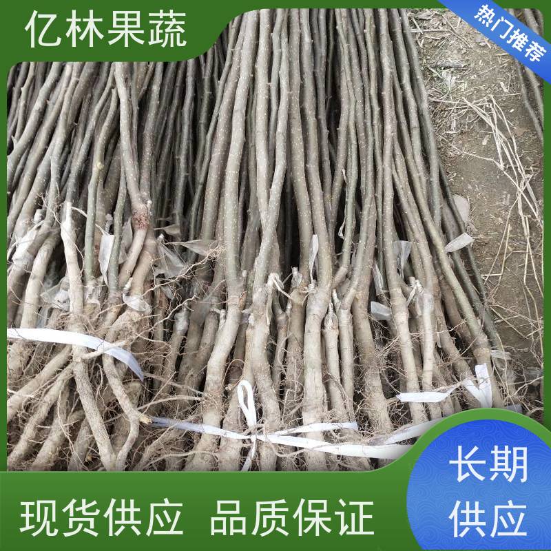 梨树新品种基地 梨苗抗盐碱 适应能力强酥脆无渣汁多山农酥亿林果蔬