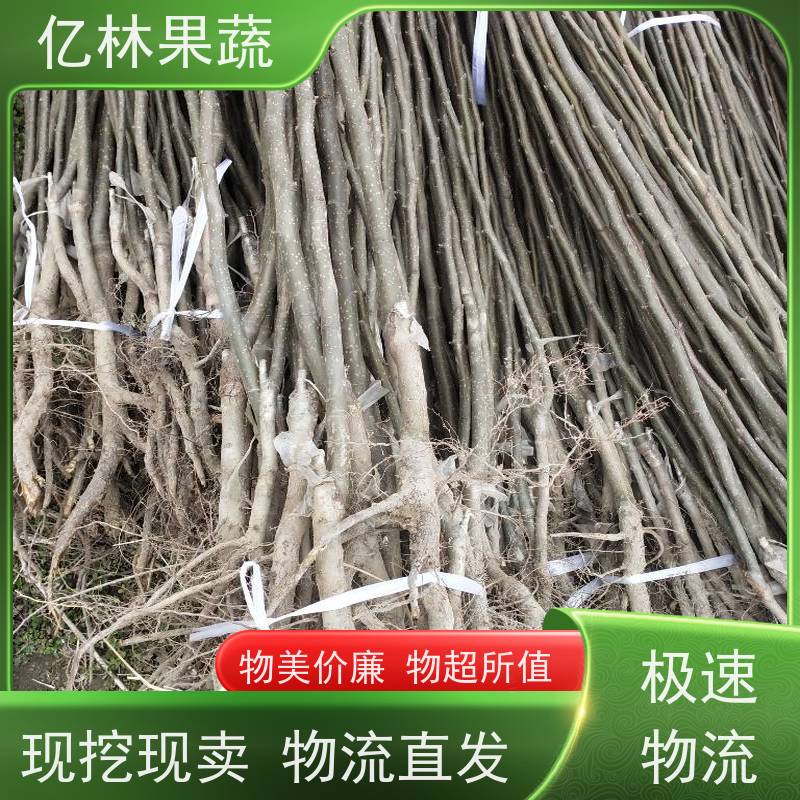 梨子树苗当年结果 亿林果蔬提供种植方法 早熟翠玉梨树苗 当年结果