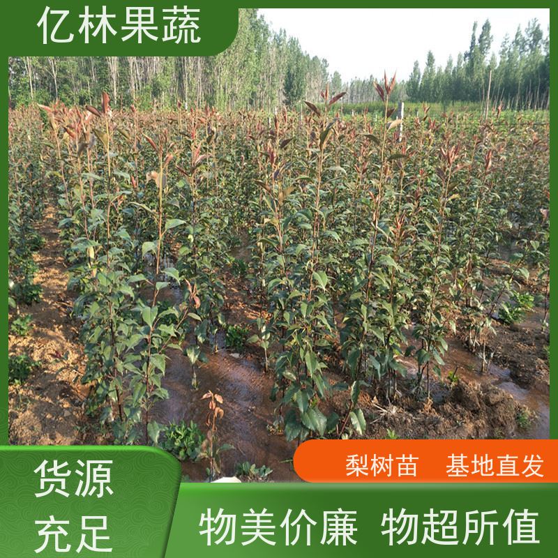 亿林苗木 冬桃苗 特产果树桃幼苗 易栽培桃树苗