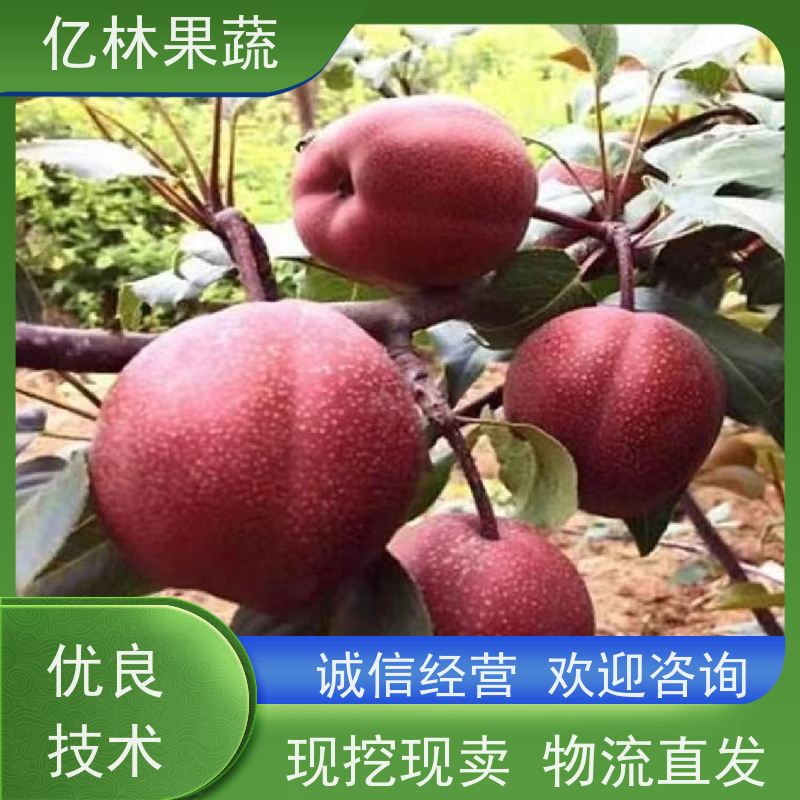 新品种亿林果蔬 日本蜜梨 二年生黄金梨苗 品种纯正大量出圃