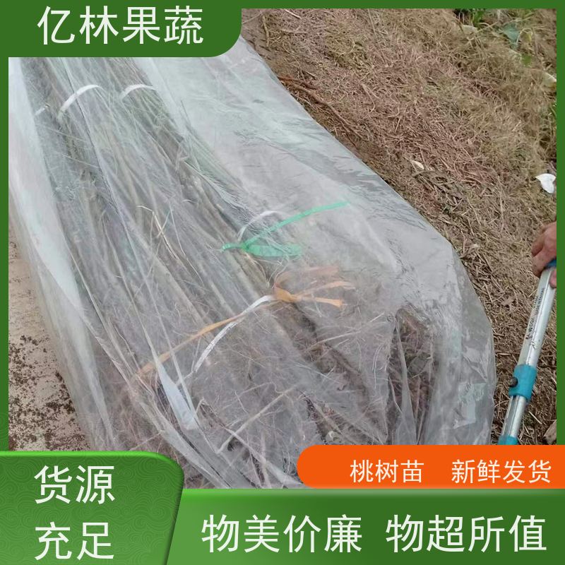 基地培育 油桃苗 盆栽地栽庭院桃树苗苗 果实饱满味道好