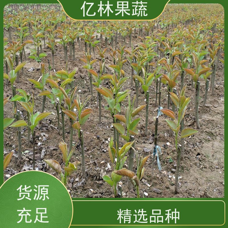 亿林苗木 秋彤桃 特产果树桃幼苗 根系饱满成活率高