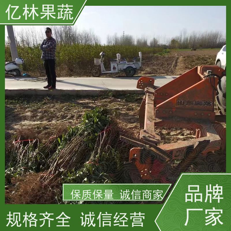 基地供应 油桃苗 三公分现挖现发 品种齐全 果实饱满味道好