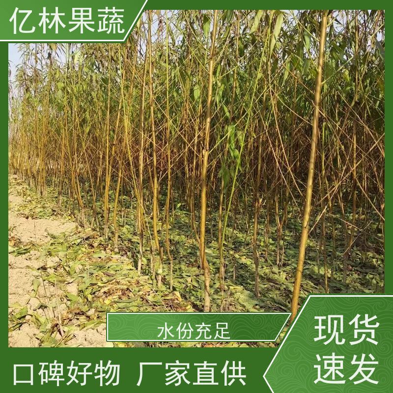 亿林苗木 秋彤桃 三公分现挖现发 品种齐全 易栽培桃树苗