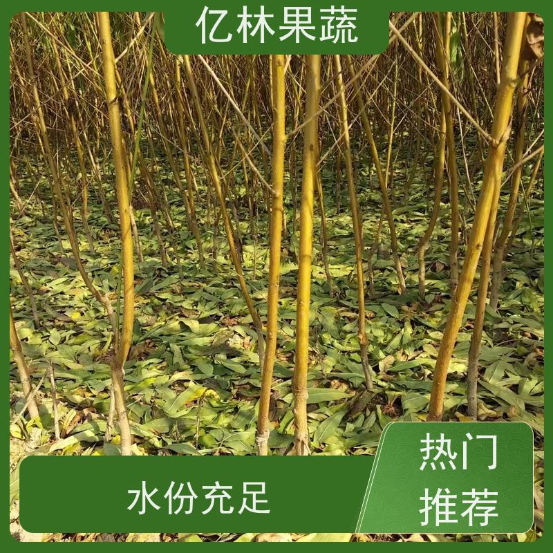 亿林苗木 秋彤桃 现挖现发 口感香甜 易栽培桃树苗