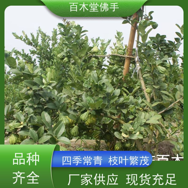 百木堂 重 庆佛手苗 树形丰富 成活率高 生长迅速
