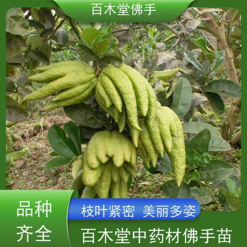 百木堂 重 庆佛手苗 城市景观绿化树 用于庭院装饰