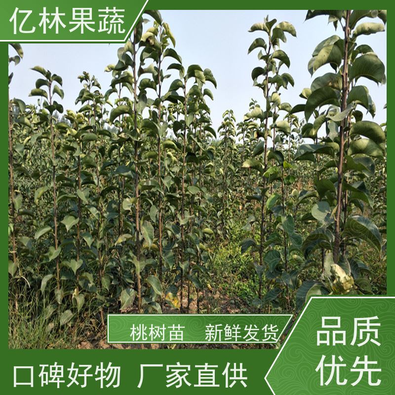 亿林苗木 桃树苗 嫁接技术指导 抗寒能力强 果实饱满味道好