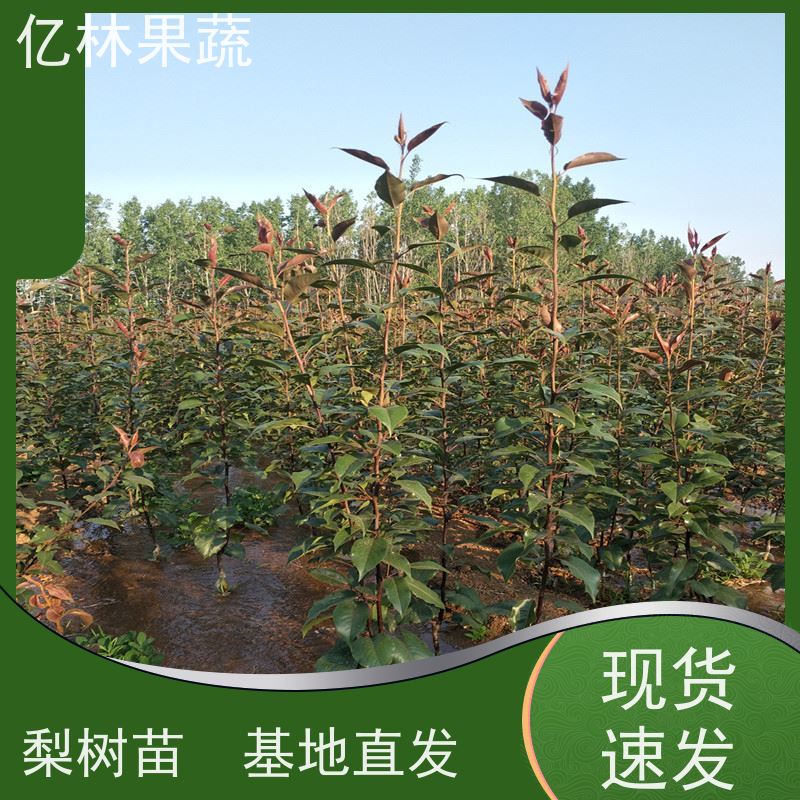 基地供应 黄桃苗 南北方种植 桃树果树苗 根系饱满成活率高