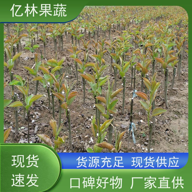 基地供应 园林嫁接桃苗 现挖现发新鲜 粗两公分 根系饱满成活率高