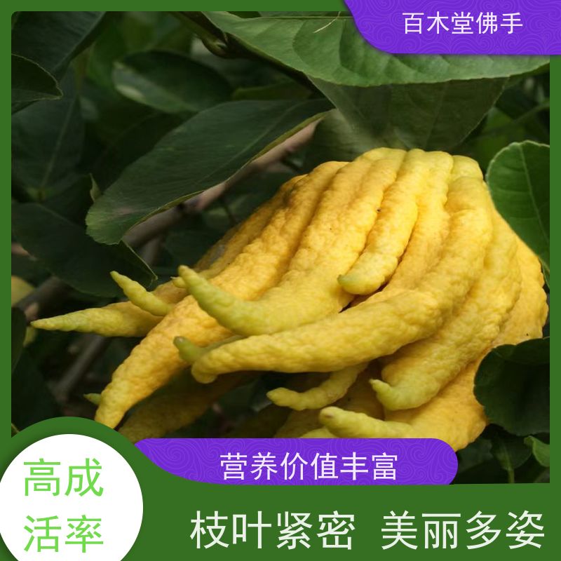 百木堂 重 庆佛手苗 树形丰富 成活率高 用于室内外盆景