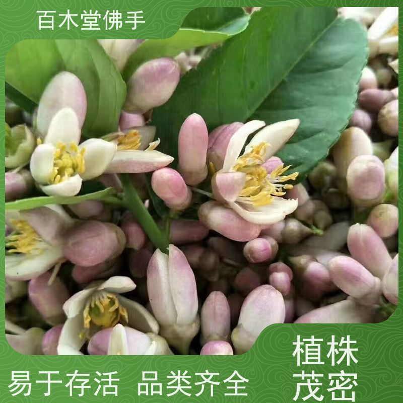 百木堂 重 庆佛手苗 适用性强 规格齐全 生长迅速