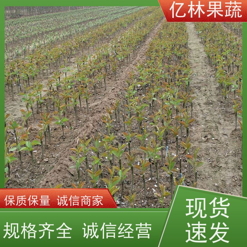 亿林苗木 黄桃苗 嫁接技术指导 抗寒能力强 成活率高