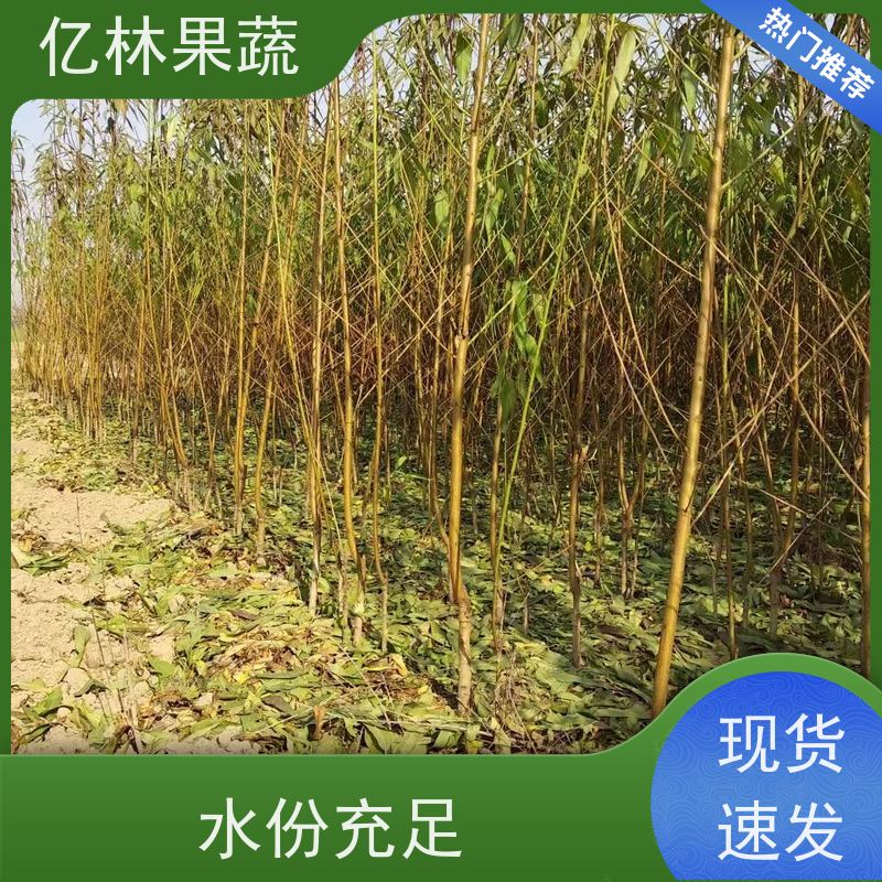 基地供应 黄桃苗 园林绿化果树苗 抗寒能力强 成活率高