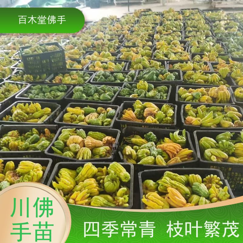 百木堂 金 佛手 生长环境适应性强 中药材种植基地 