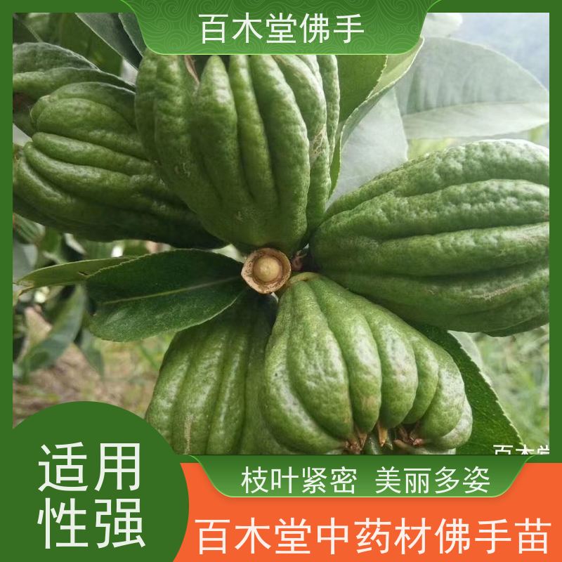 百木堂 金 佛手 树形丰富 成活率高 中药材种植基地 