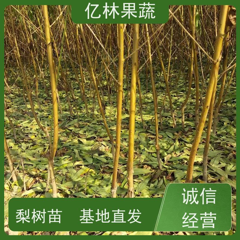 亿林苗木 冬桃苗 三公分现挖现发 品种齐全 根系饱满成活率高