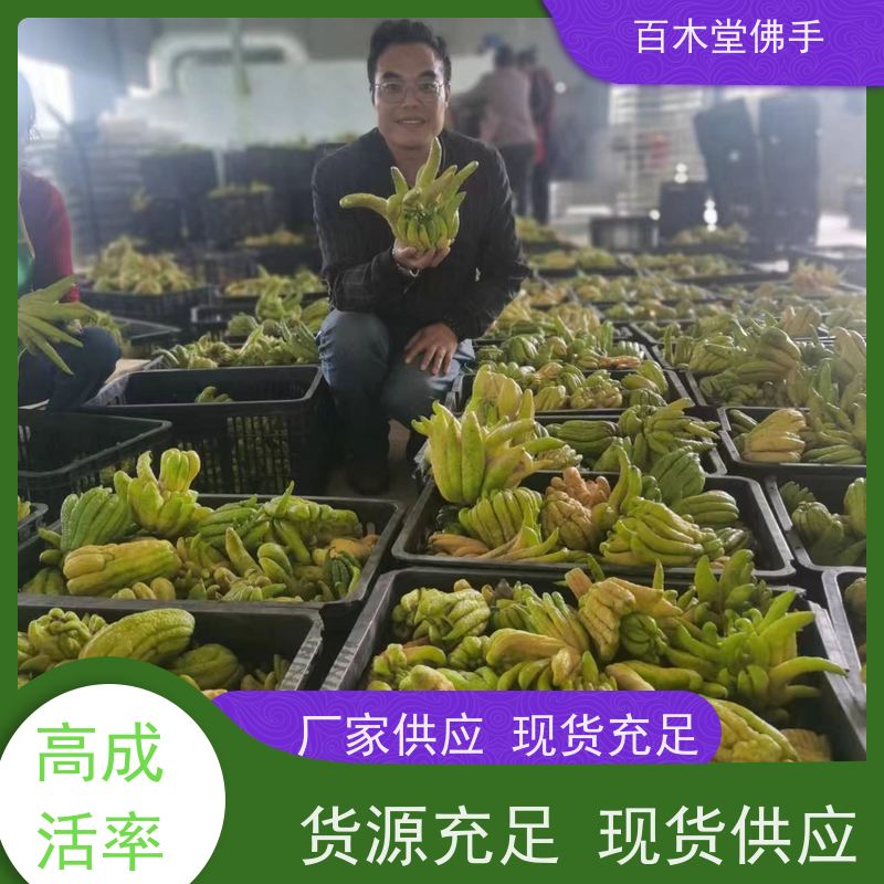 百木堂 川佛手 产量高 用途广泛 中药材种植基地 