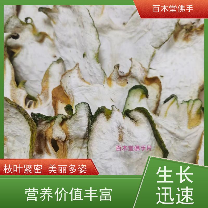 百木堂 金 佛手 树形丰富 成活率高 园林景区栽植