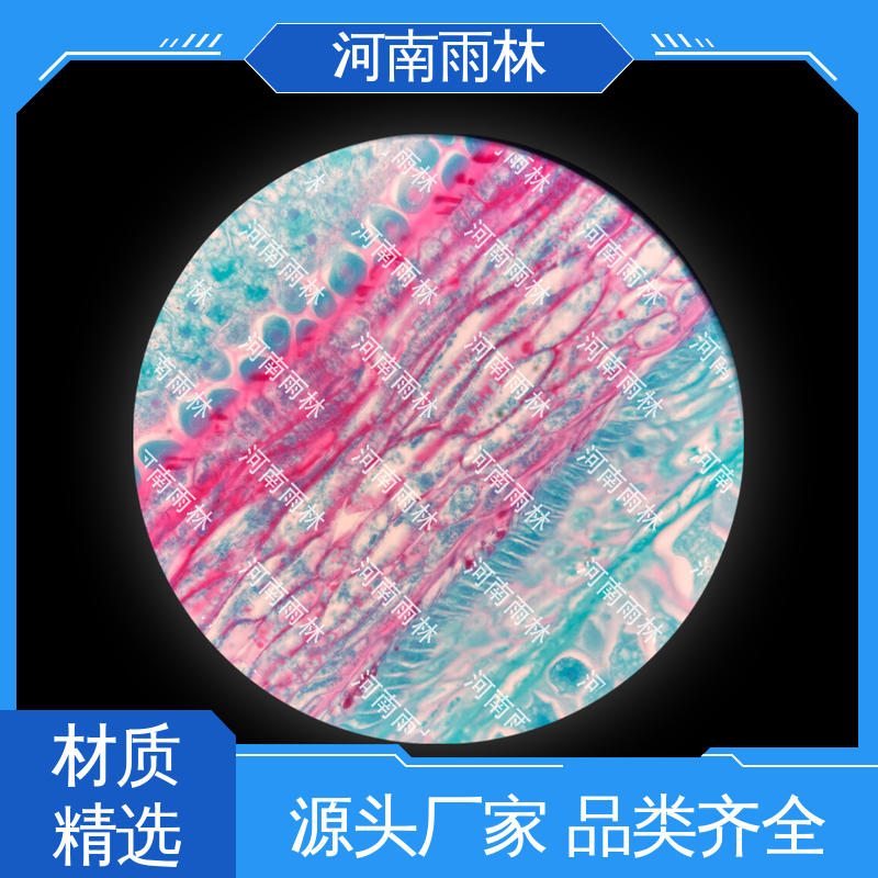 植物标本 品质优良 厂家销售 可定制 雨林教育工程
