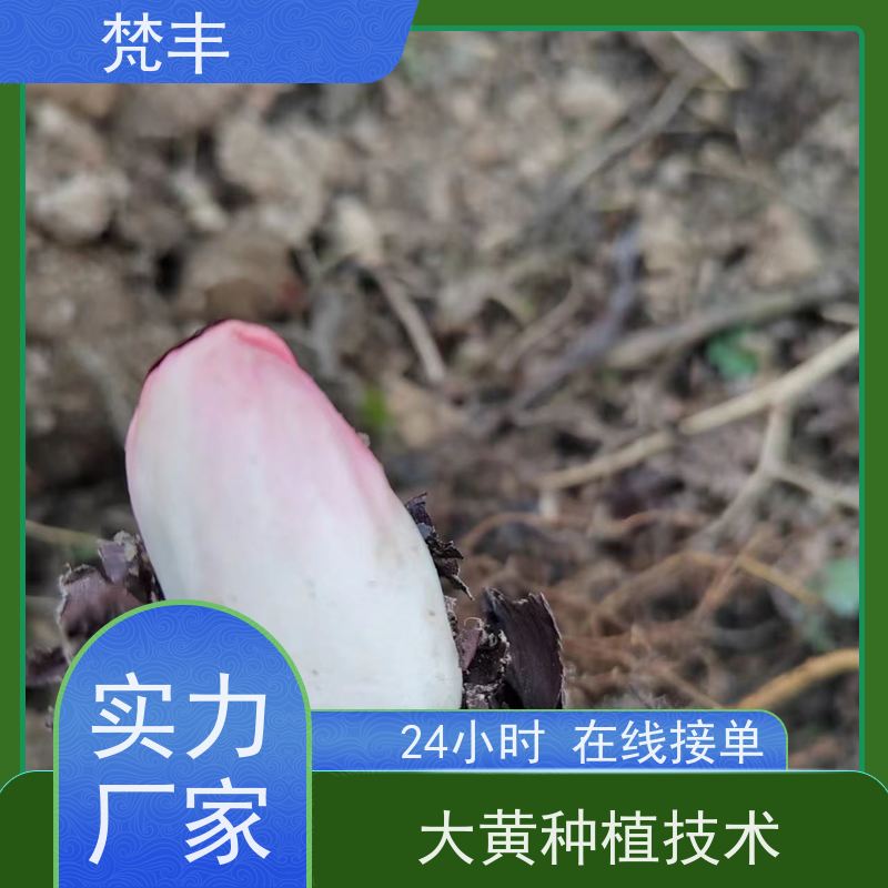 梵丰 大黄施肥 现挖 好种 易活活 长期供应 诚信经营
