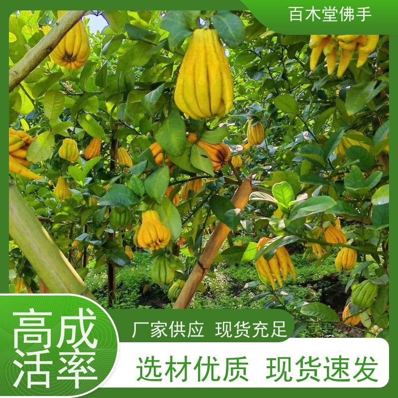 百木堂 川佛手苗 生长环境适应性强 园林景区栽植
