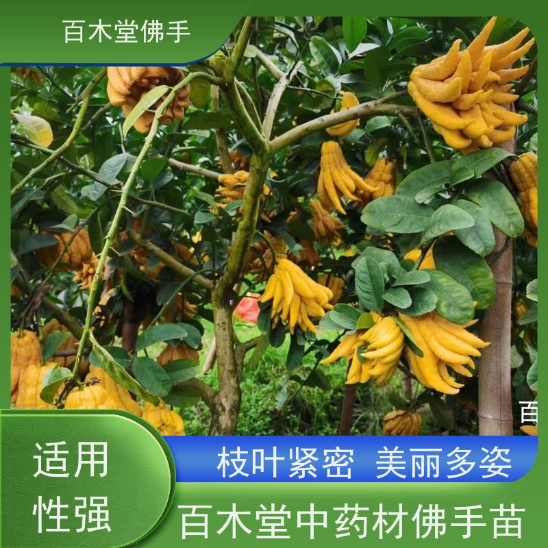 百木堂 川佛手苗 生长环境适应性强 城市景观绿化树 